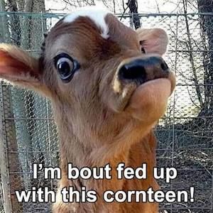 Meet your Posher, Terry